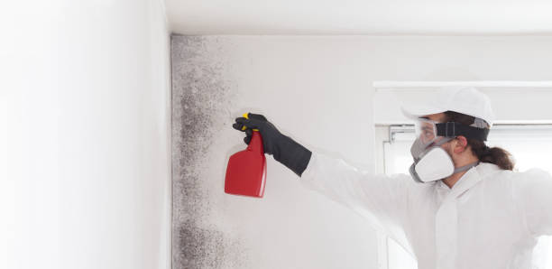 Best Mold Cleaning Services  in USA